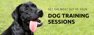 Make the most of dog training