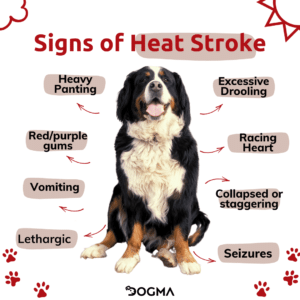 Signs of dog heat stroke