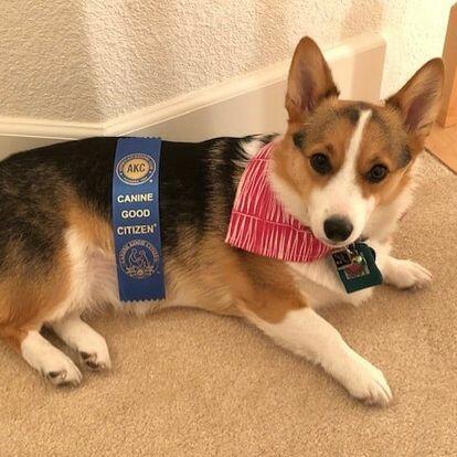 A trained corgi wearing a ribbon showcasing its skills in dog training classes.