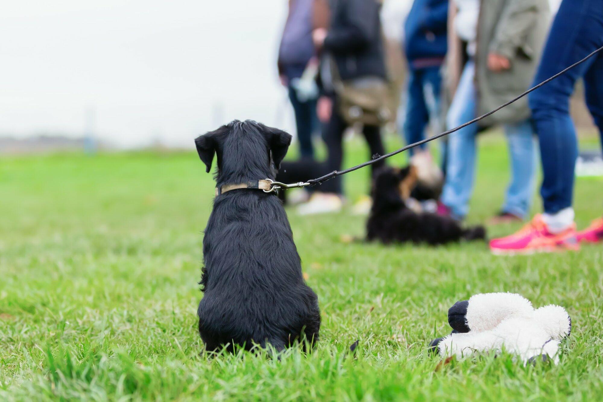 Puppy Training