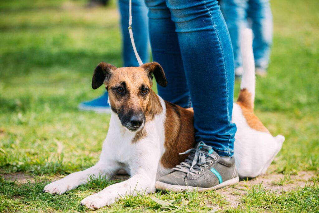 Basic Manners Dog Training Classes