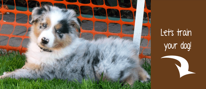 Get professional guidance and enroll your puppy in dog training classes to become a well-behaved canine.