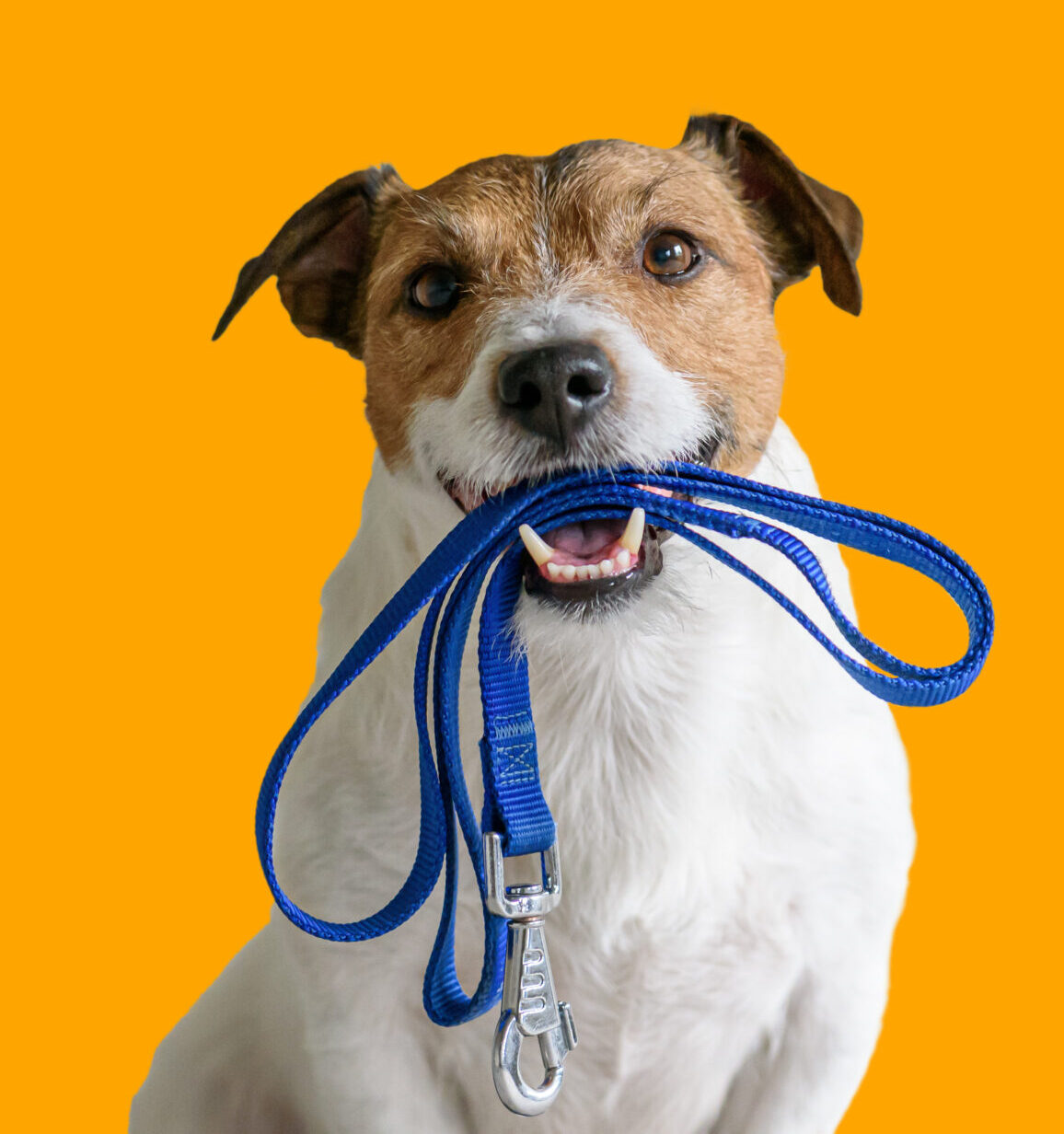 Join Hands-on Dog Training;s Basic Manners Class Today