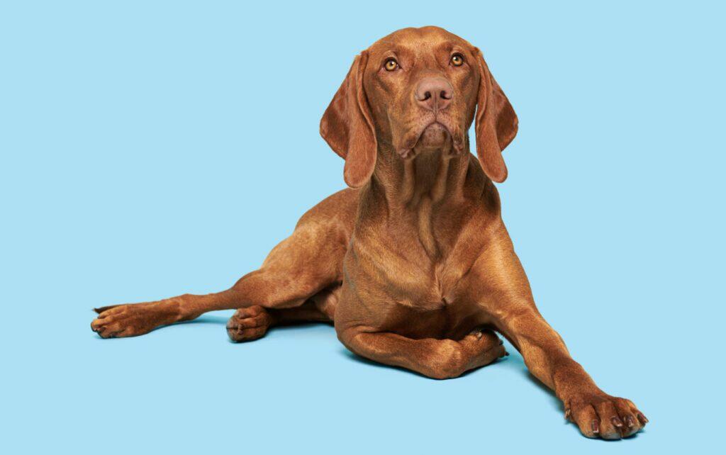 A brown dog relaxing on a blue background, awaiting dog training.