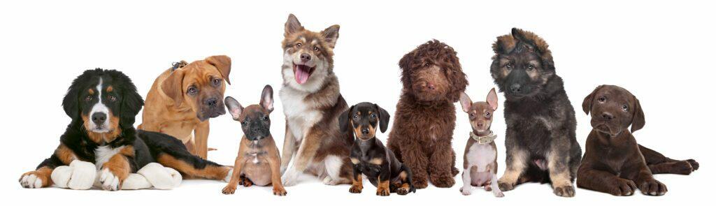 Puppy Play Group