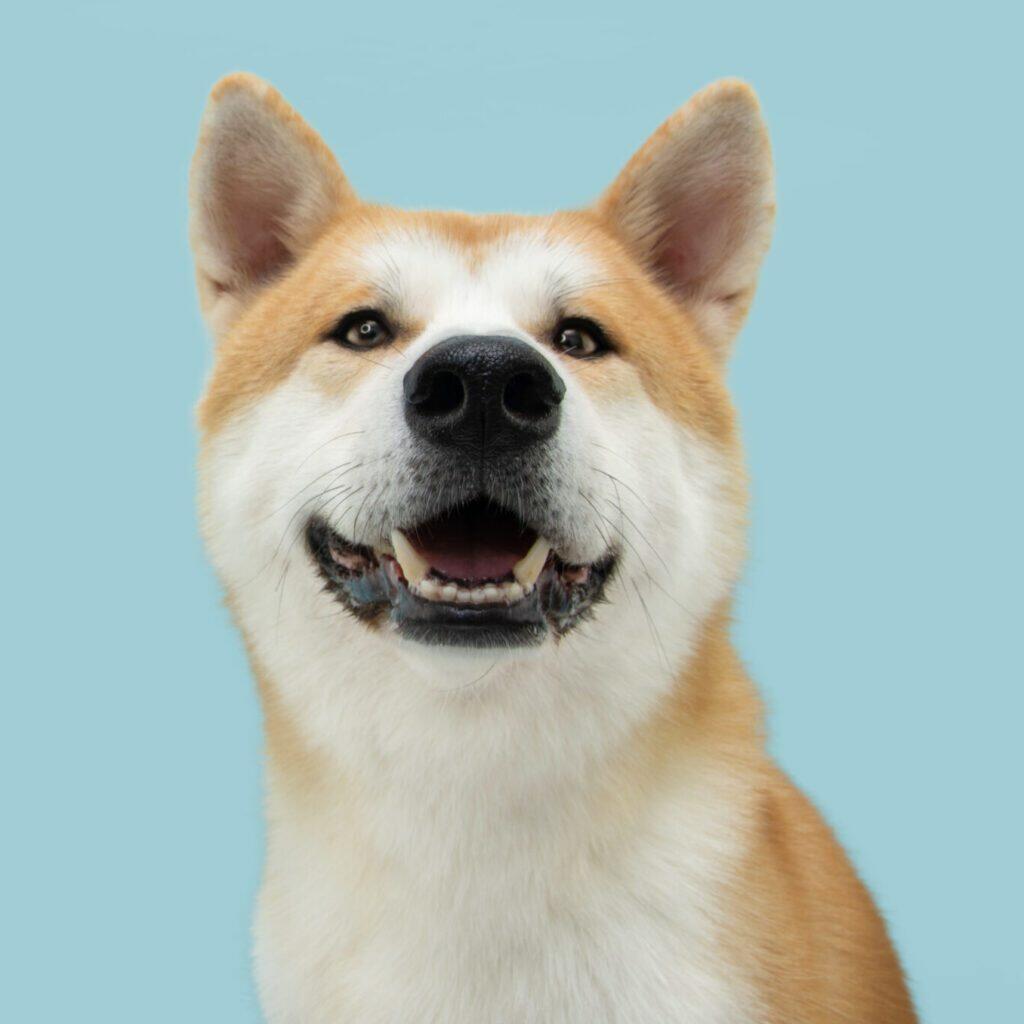 Hands-on Dog Training Juvenile Classes