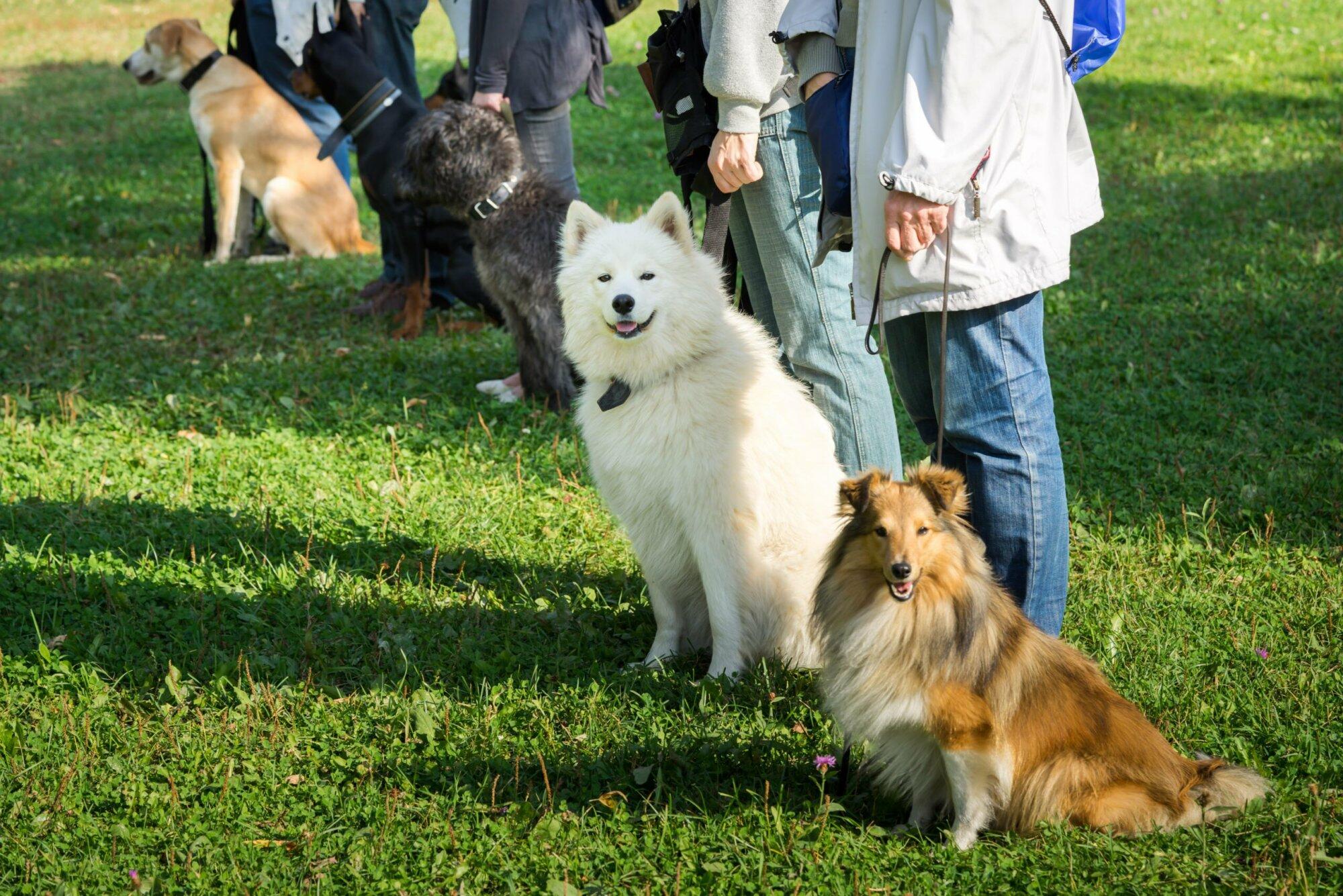 Juvenile dog training classes by Hands-on Dog Training in Paradise, CA