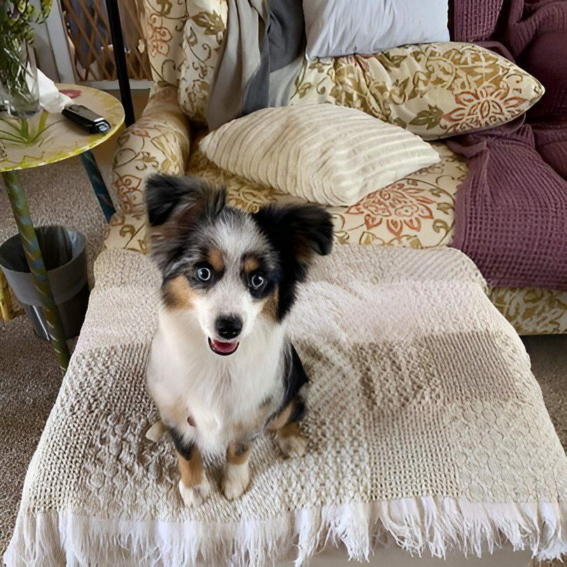 Private in-home dog training in Paradise, CA