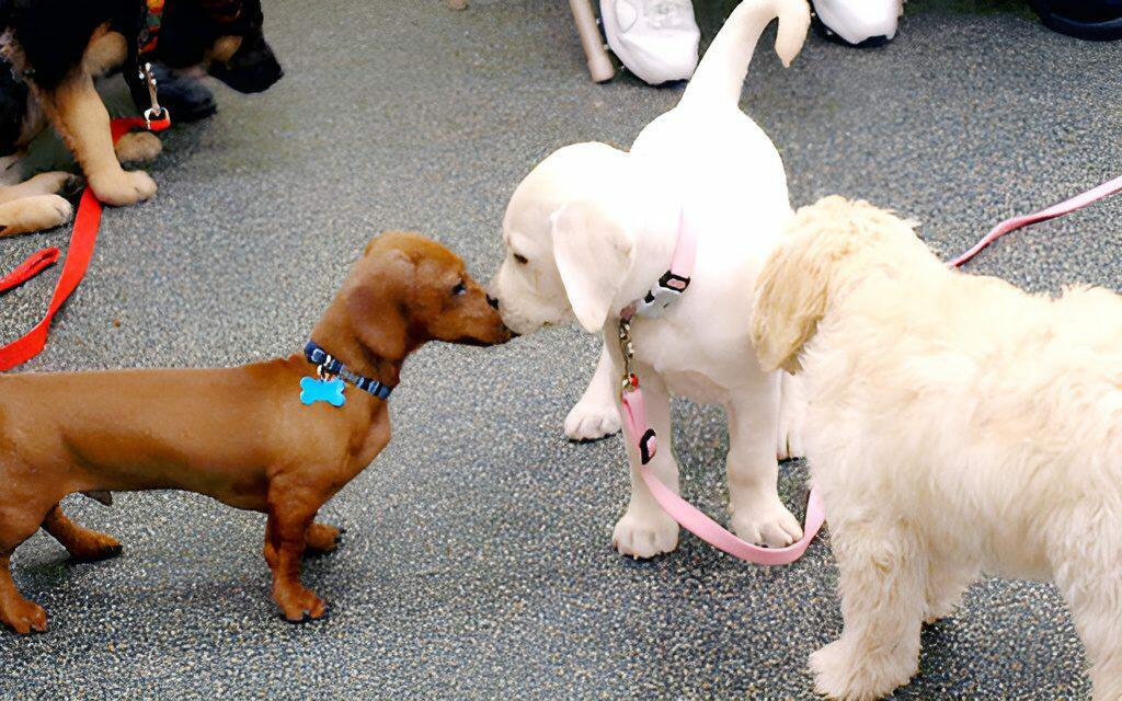Hands-on Dog Training's Puppy Play Group
