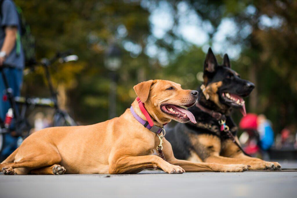 Two dogs laying on the ground in a park.