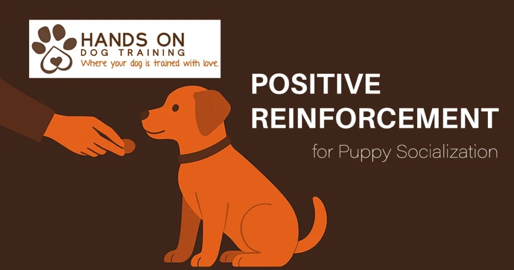 Person gives a treat to a sitting dog. Text reads: "Hands On Dog Training. Positive Reinforcement for Puppy Socialization.