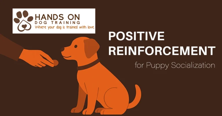 Person gives a treat to a sitting dog. Text reads: "Hands On Dog Training. Positive Reinforcement for Puppy Socialization.