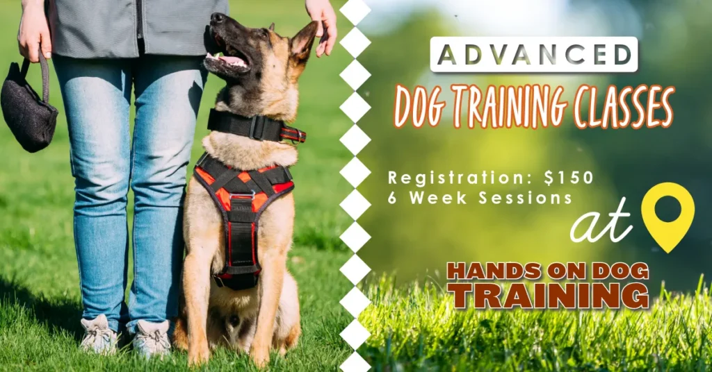 Person standing beside a German Shepherd wearing a harness, promoting advanced dog training classes with details on registration and location.