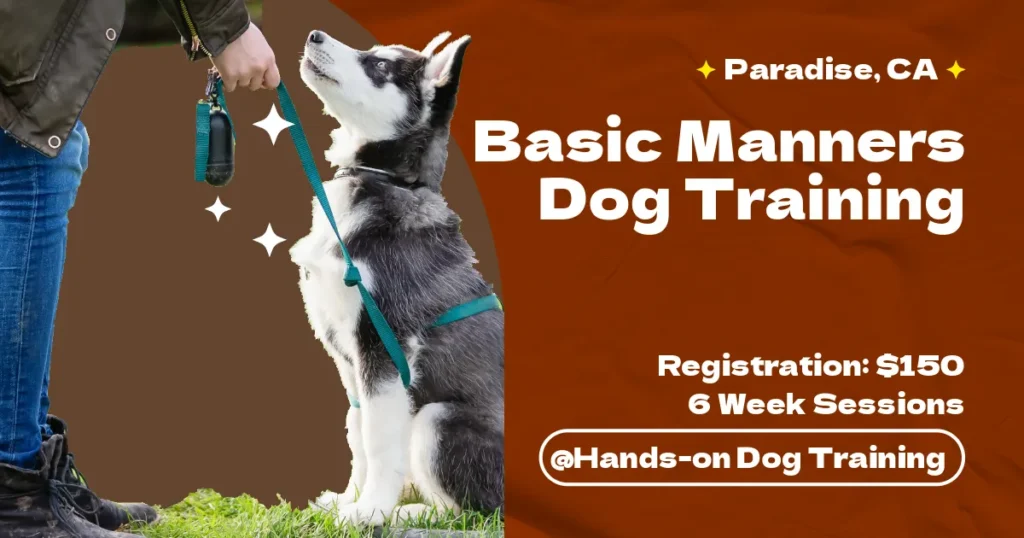 Person holding leash and treat while a black and white dog sits attentively; text advertises Basic Manners Dog Training in Paradise, CA, with session details and registration info.