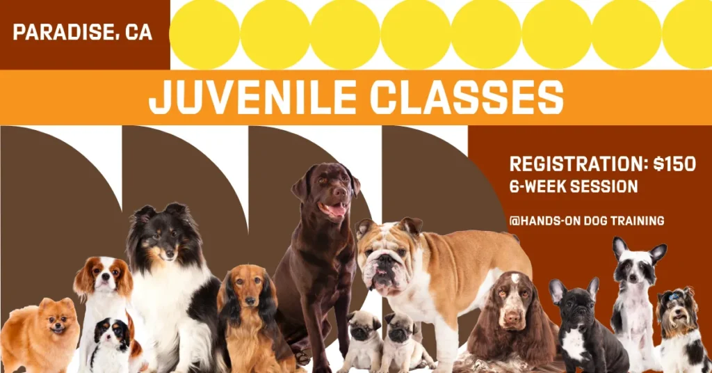 A group of various dog breeds sits and stands in front of a graphic background. Text advertises juvenile dog classes in Paradise, CA, for $150 at Hands-On Dog Training.