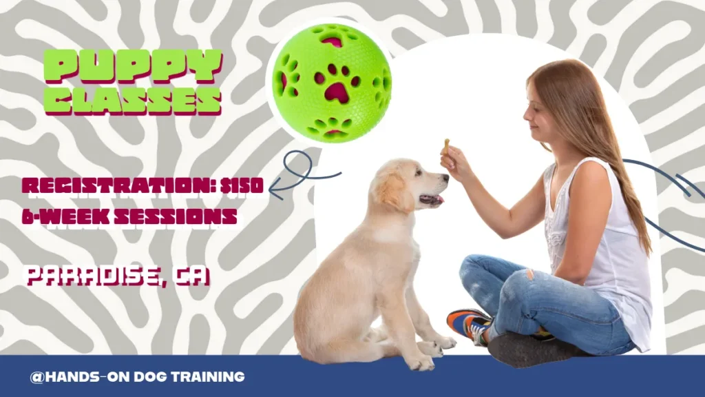 A woman trains a golden retriever puppy with a treat. Text advertises puppy classes in Paradise, CA, costing $150 for 6 weeks. A green toy and logo are also shown.