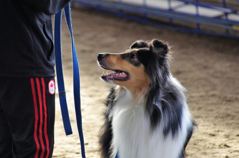 A Collie dog sits attentively indoors, looking up at a person holding a blue leash. The person wears black pants with red stripes and a round Canada patch.