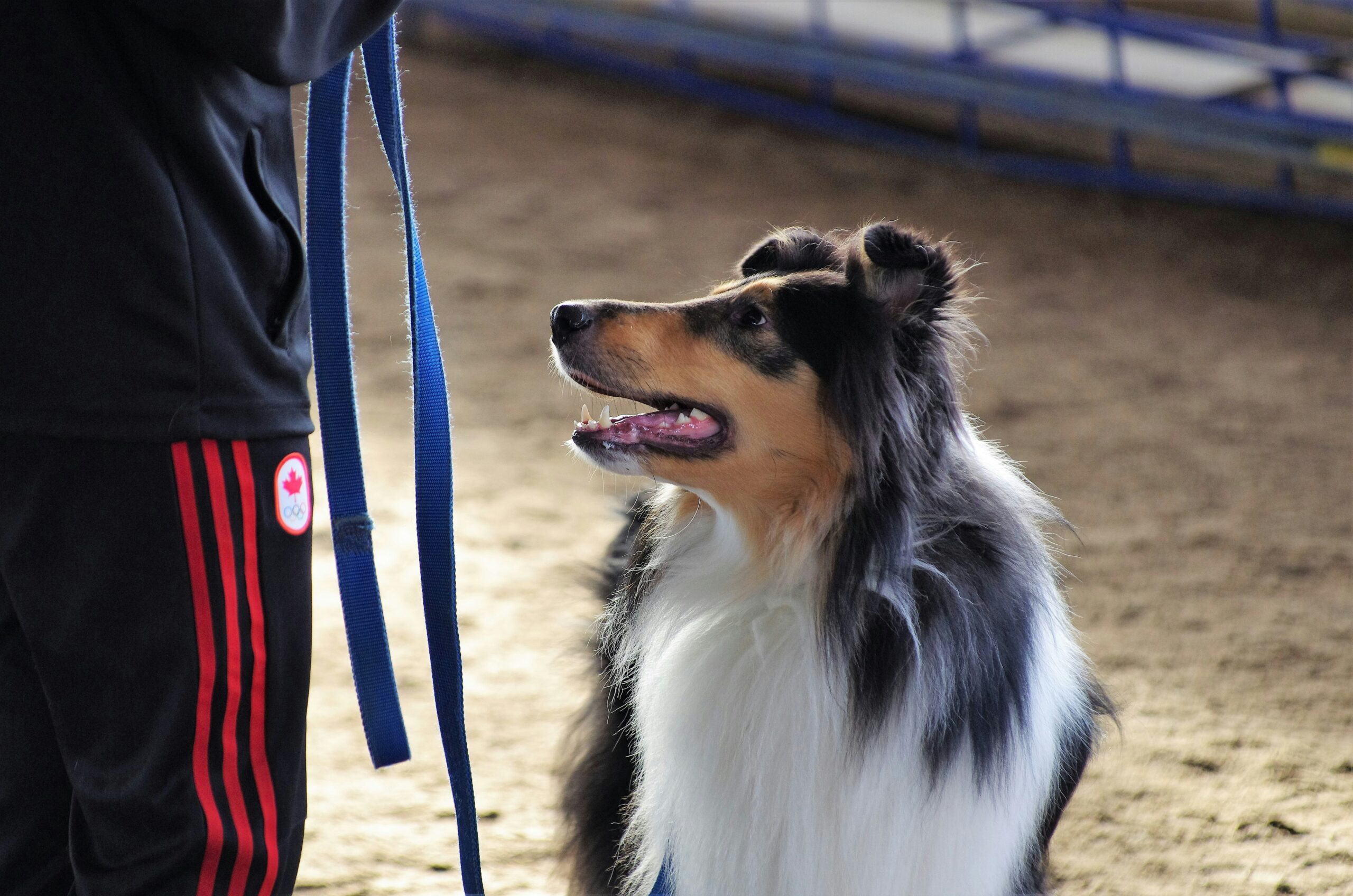A Collie dog sits attentively indoors, looking up at a person holding a blue leash. The person wears black pants with red stripes and a round Canada patch.